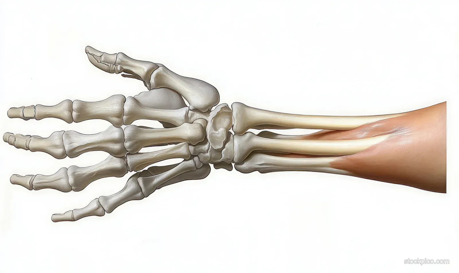 Layered anatomical illustration of a human hand showing bones, muscles, tendons, and skin from the wrist to fingers.