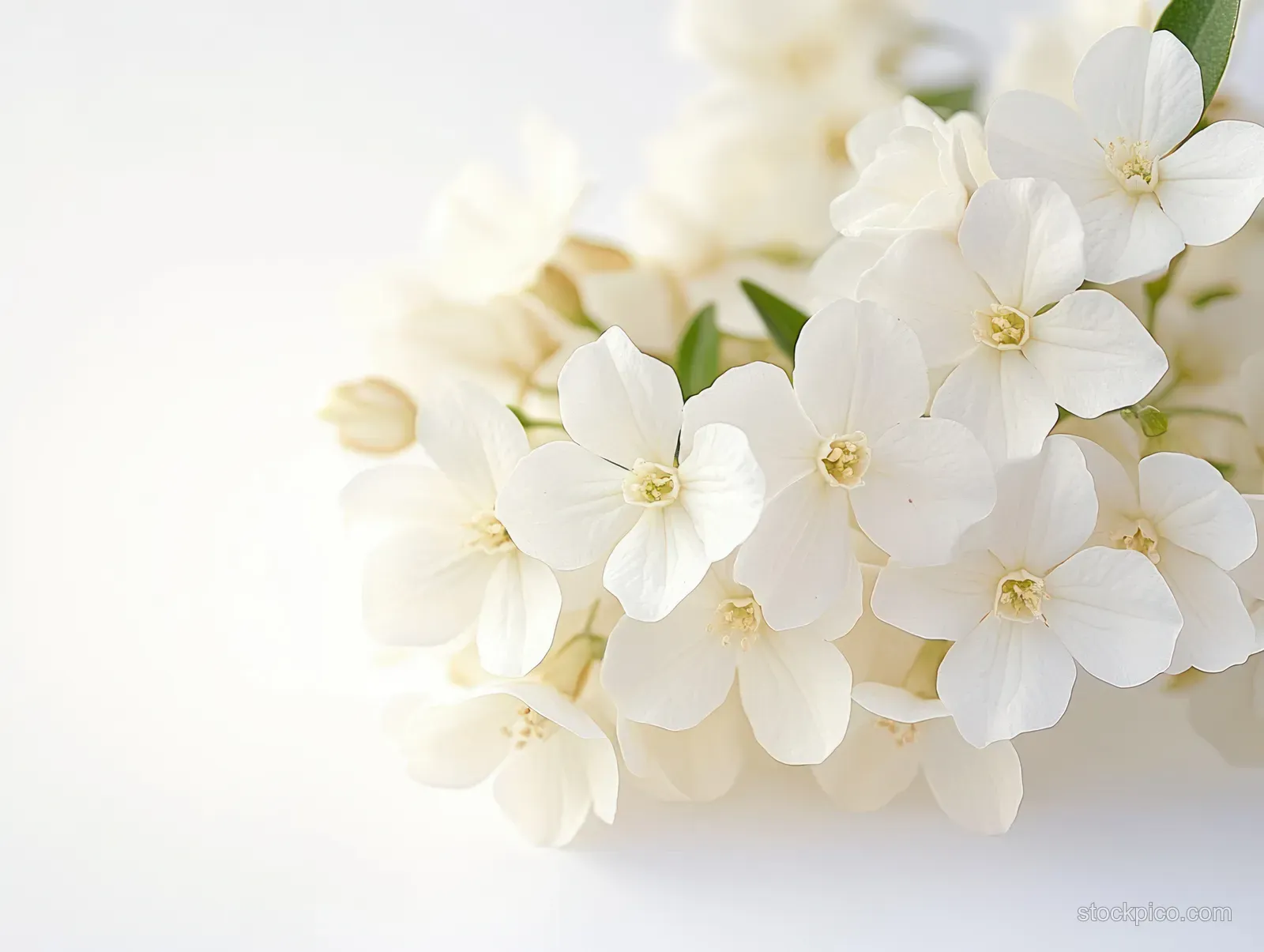 White jasmine blossoms with green leaves arranged on a bright background in soft focus.