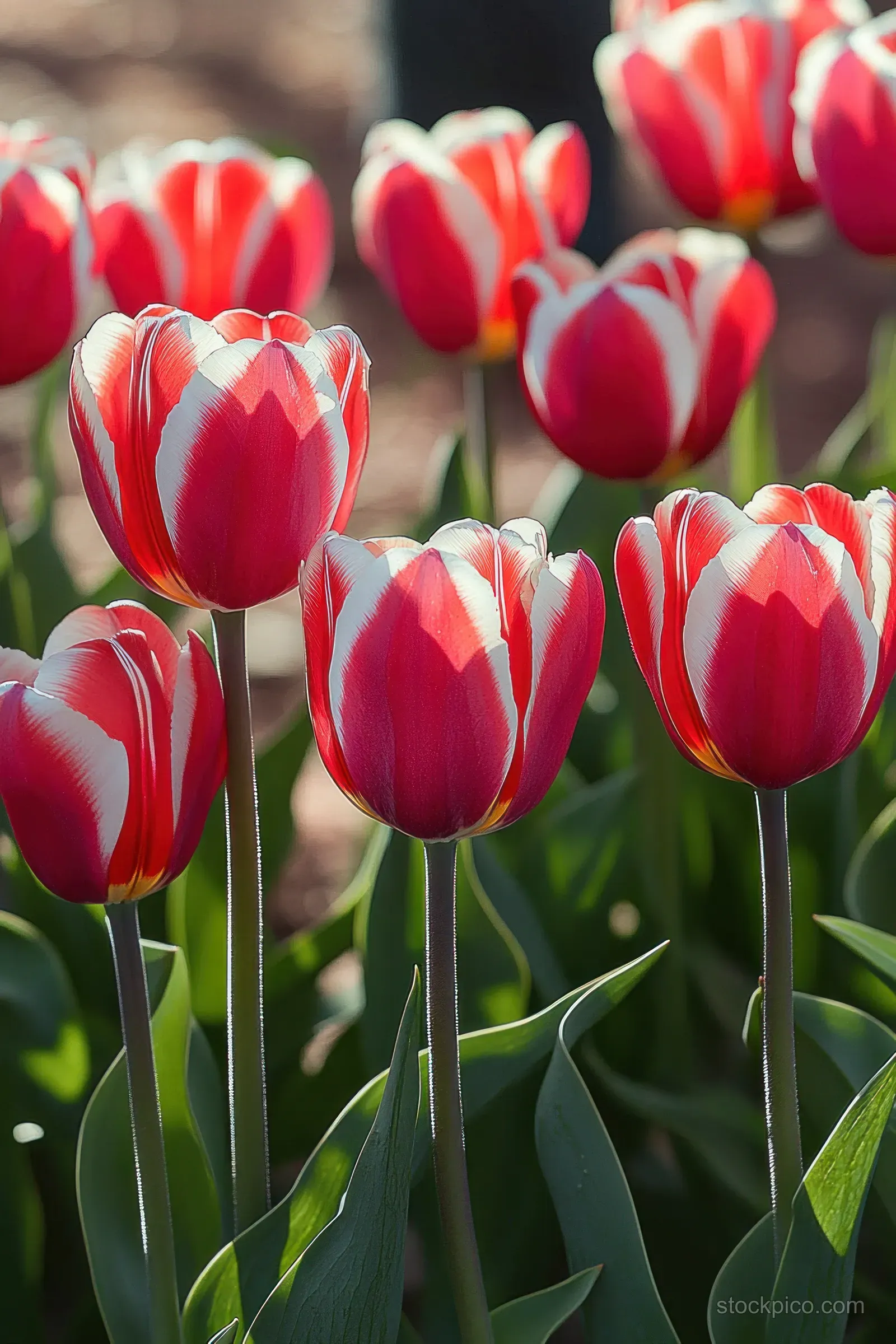 Red tulips with white-edged petals glow in soft sunlight, with green stems and blurred garden flowers behind.