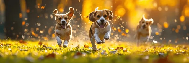 Three beagle dogs run through sunlit grass with golden bokeh sparks in the background.