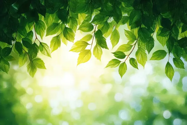 Sunlight shines through fresh green leaves hanging from tree branches with soft bokeh in the background.