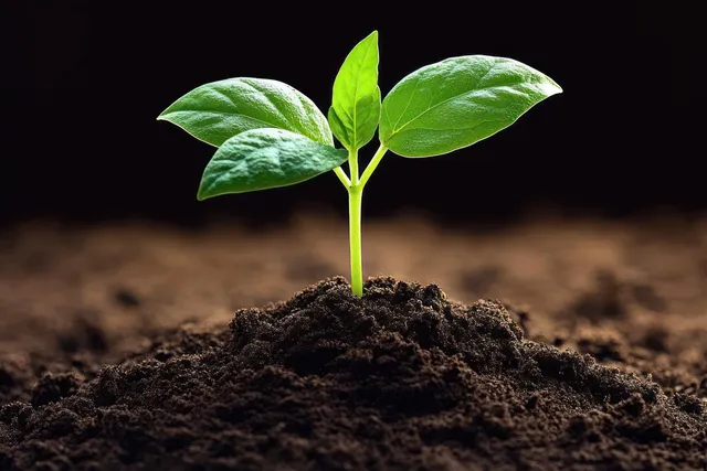 Young green seedling sprouting from dark fertile soil with four vibrant leaves