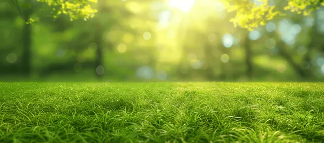 Morning fog over lush green lawn, fresh cut grass with soft sunrise bokeh