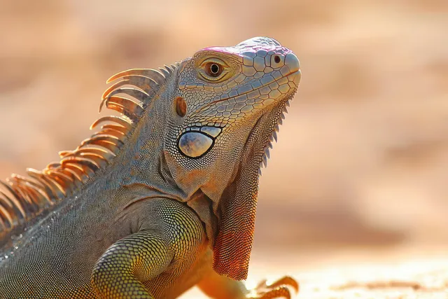Close-up iguana basking in warm sunlight, textured scales and spiked crest in focus