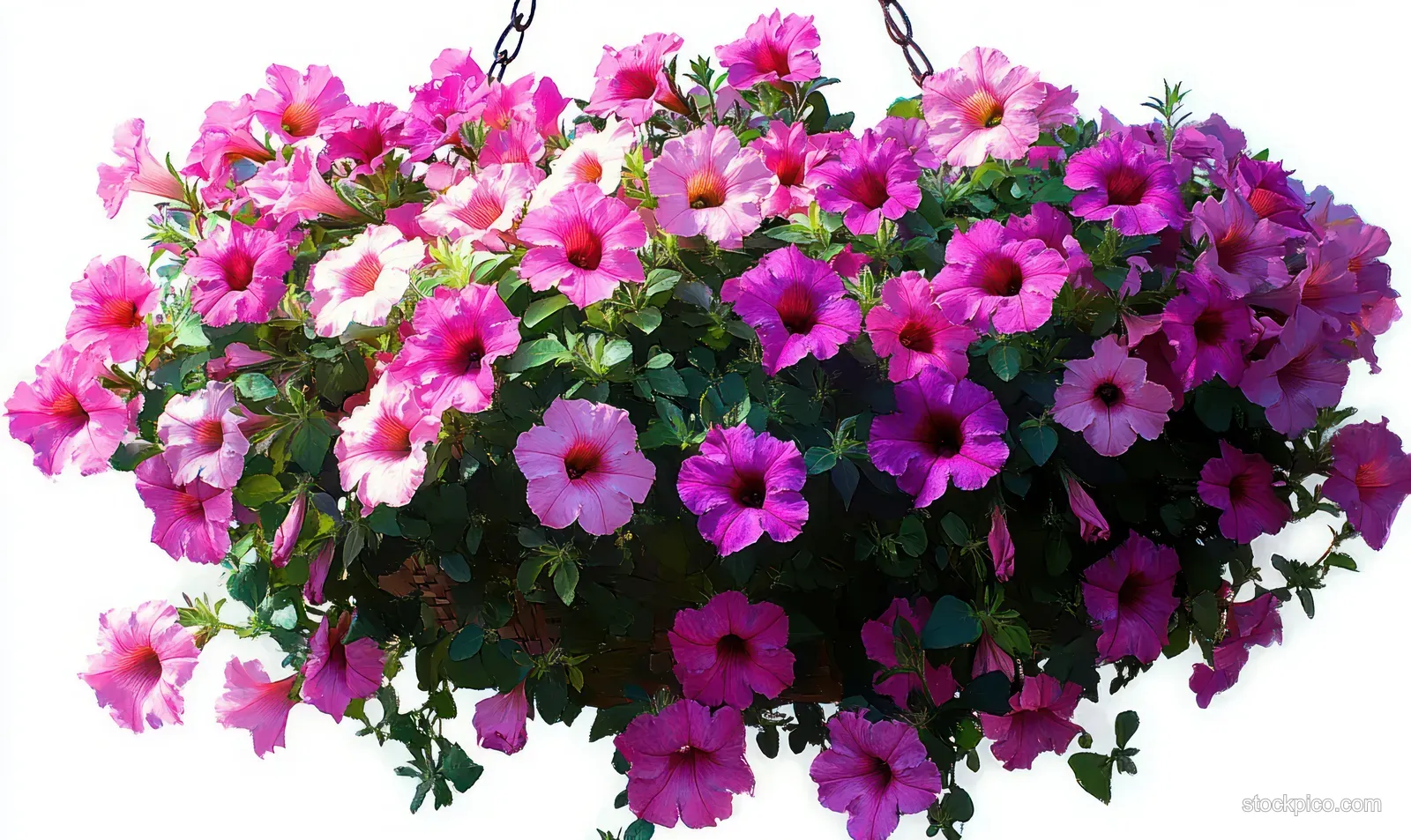 A hanging basket packed with cascading pink and purple petunias with green leaves hanging from chains.