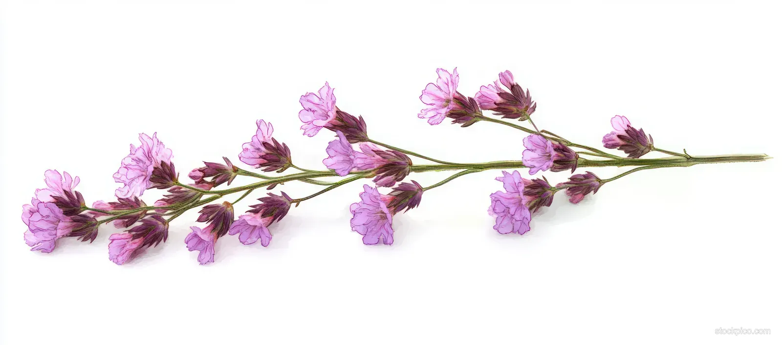 A slender stem with small purple flowers and green leaves on a white background.