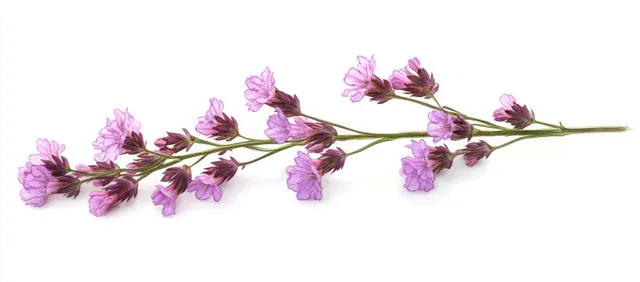 Delicate purple wildflower stem with green leaves on white background
