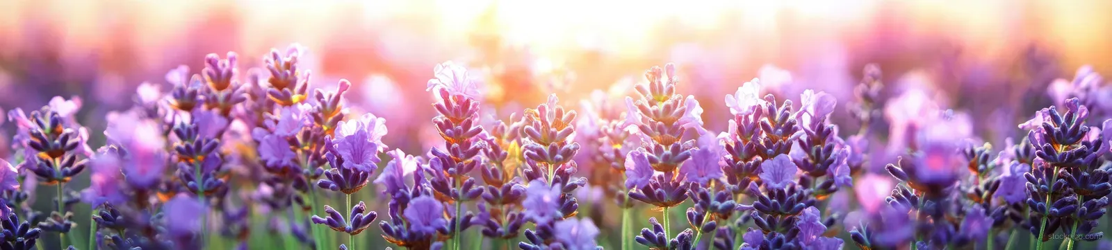 Purple lavender flower spikes glow in warm golden sunrise light across a blooming field.