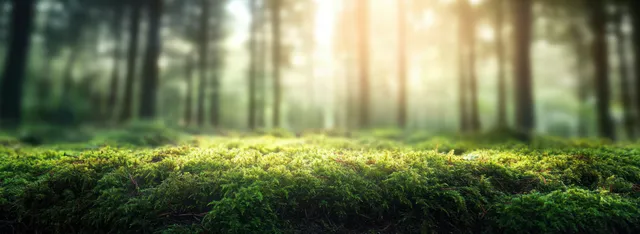 Moss-covered forest floor glowing under soft sunlight filtered by tall tree trunks.