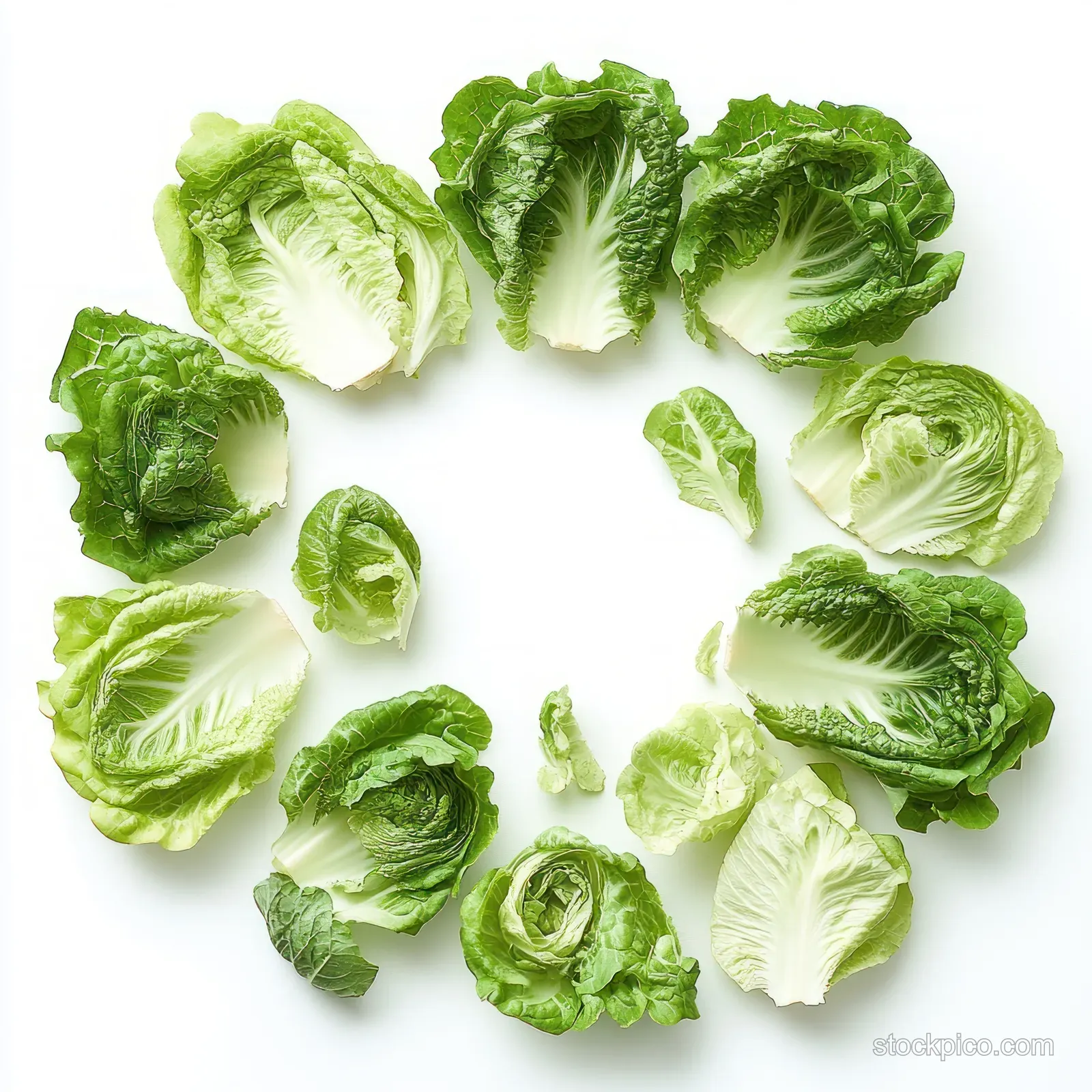 Circular arrangement of fresh green lettuce leaves with mixed light and dark textures on a white background.