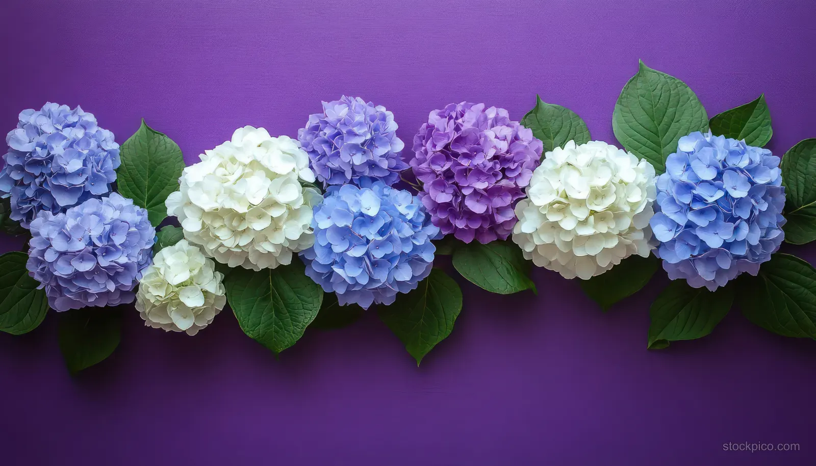 Row of blue, white, and purple hydrangea flower heads with green leaves on a vibrant purple background.