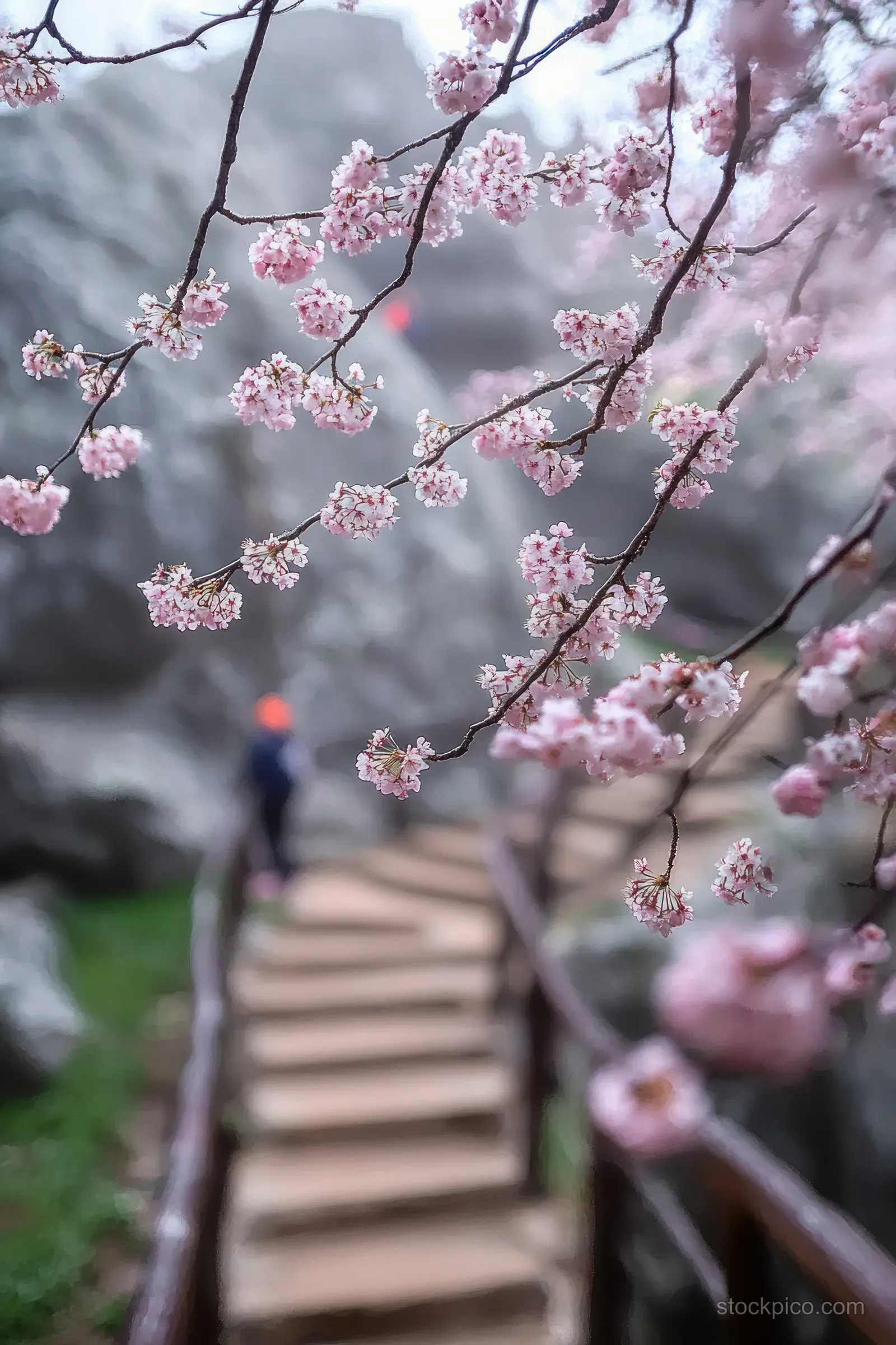Pink cherry blossoms hang above a wooden stairway as a person appears blurred in the background outdoors.