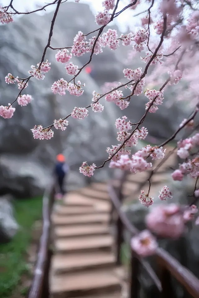 Pink cherry blossoms over a wooden stairway, soft focus trail in a rocky outdoor setting