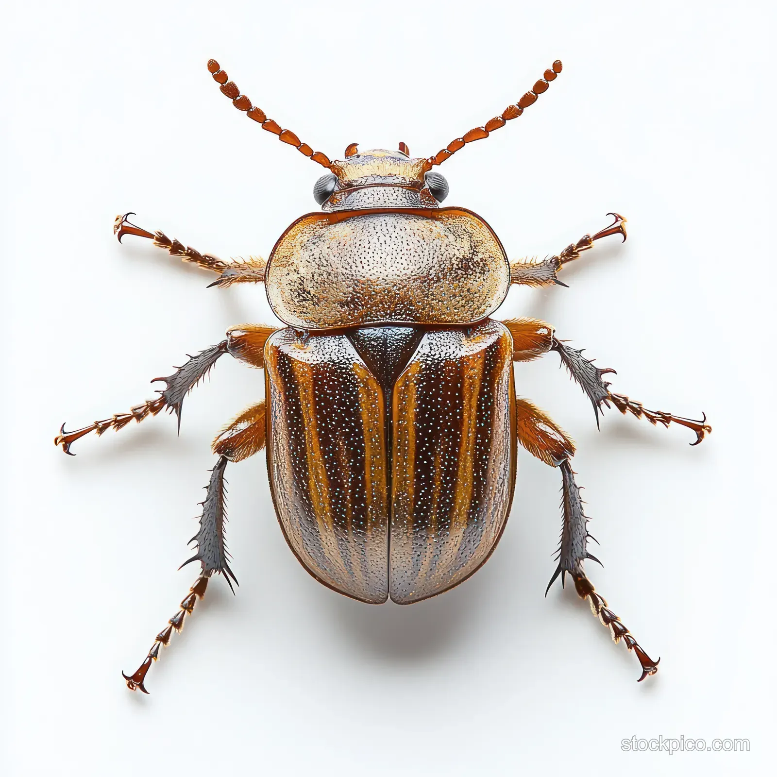 Close-up of a brown beetle on a white background, showing striped textured exoskeleton and segmented legs.