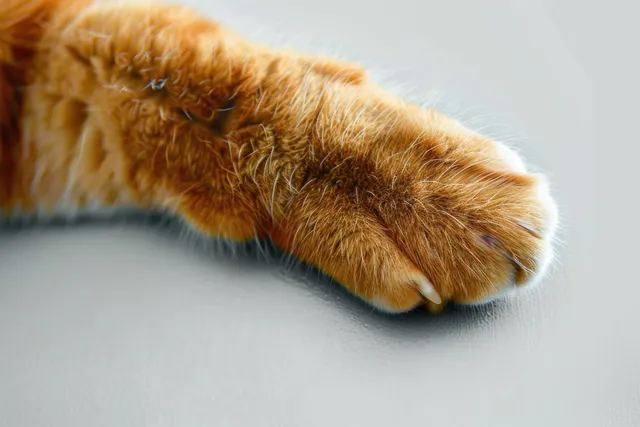Orange cat paw with visible fur and small claws resting on a smooth gray surface in soft light.