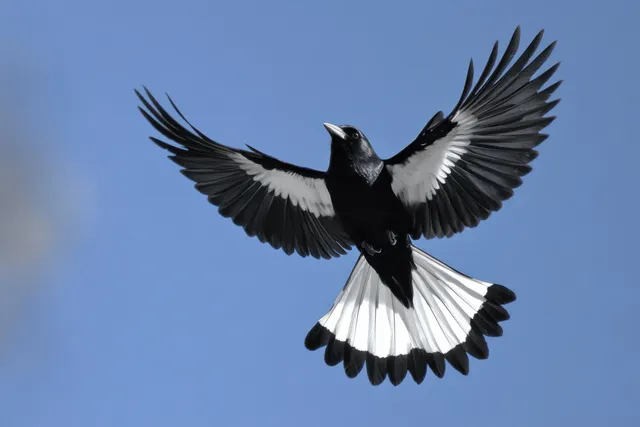 Black and white bird spreads its wings while flying against a clear blue sky.