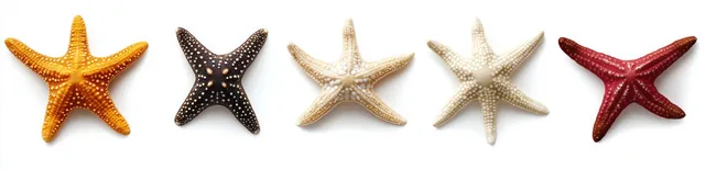 Five sea star shells of different colors and textures are lined up on a white background.