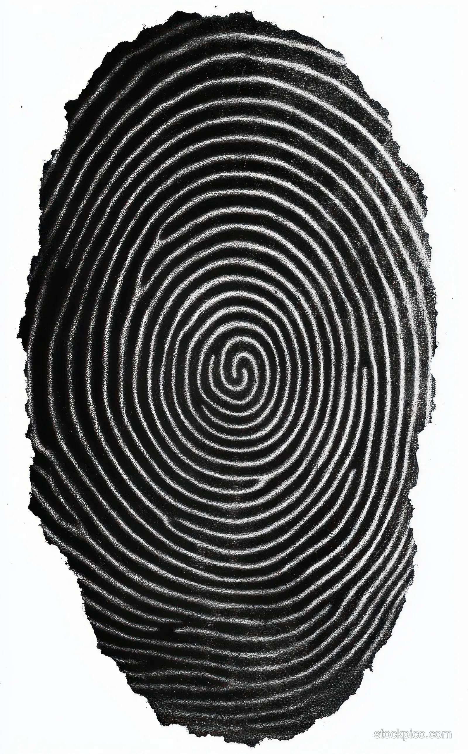A macro black fingerprint pattern with swirling concentric ridges and a central whorl on a white background.