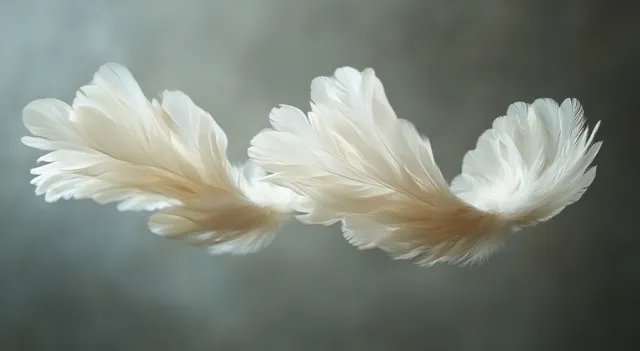 Closeup white feathers floating in soft-focus gray background with ethereal light