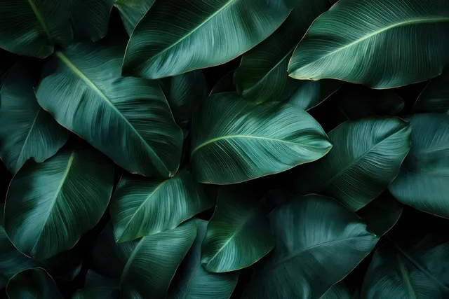 Overlapping close-up tropical banana leaves with visible veins and deep green glossy texture fill the frame.