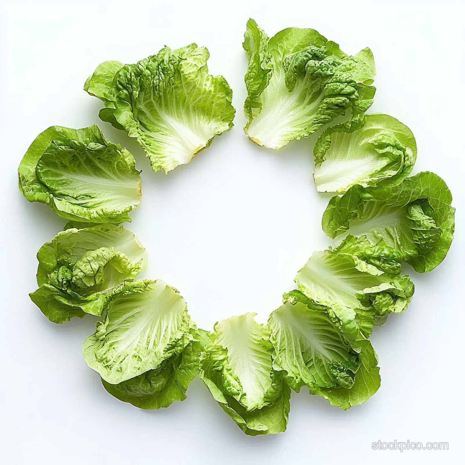Fresh green lettuce leaves arranged in a circular ring on a white background.