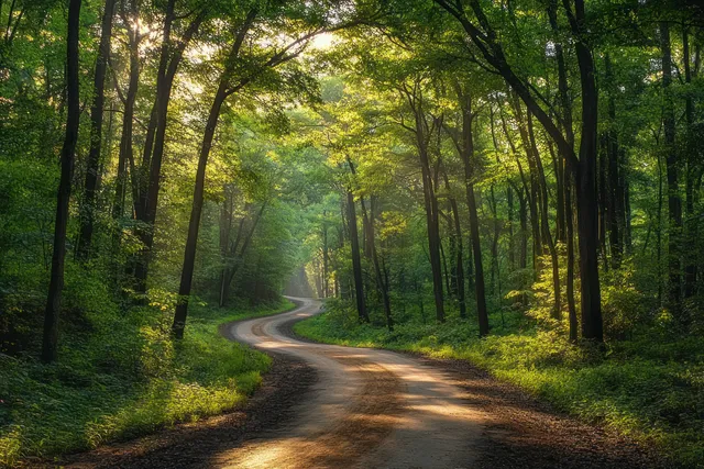 Winding dirt trail through a lush forest with golden sunlight filtering through tall trees