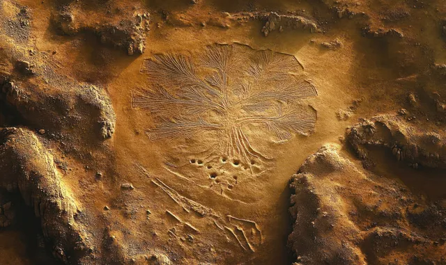 Close-up of a fossil imprint of a prehistoric marine creature with feathery patterns in textured sedimentary rock.