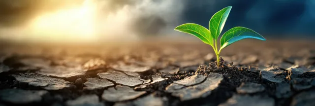 Young green sapling emerging from cracked dry soil beneath a stormy sky