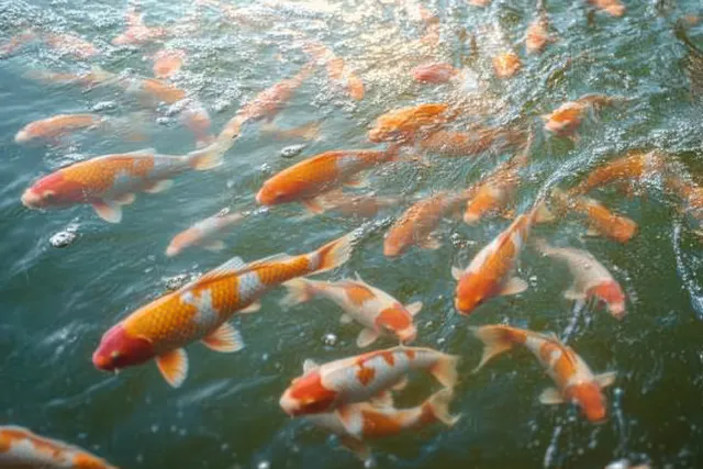 Swirling orange koi fish swim gracefully in a tranquil pond, creating vibrant color and natural motion underwater.