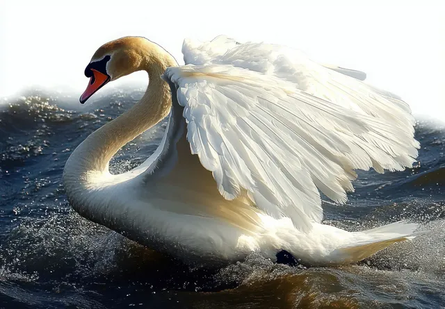 White swan gliding on dark rippling water, wings partially spread in bright sunlight