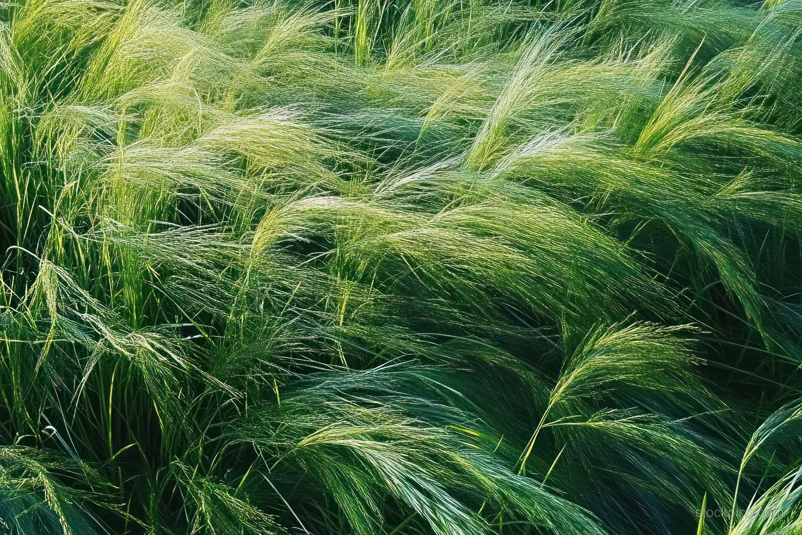 Lush green barley stalks sway in a breeze across a sunlit rural field.