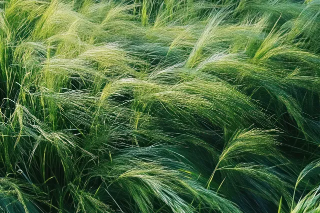 Lush green barley stalks sway in a breeze across a sunlit rural field.