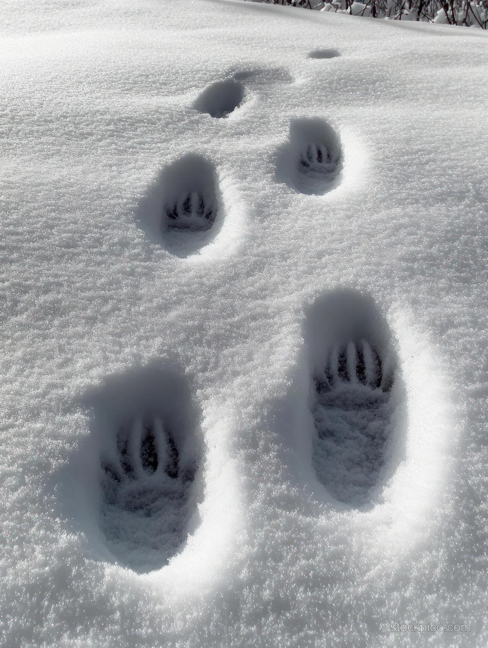 Large animal paw prints with visible claw marks pressed into fresh snow under bright daylight.