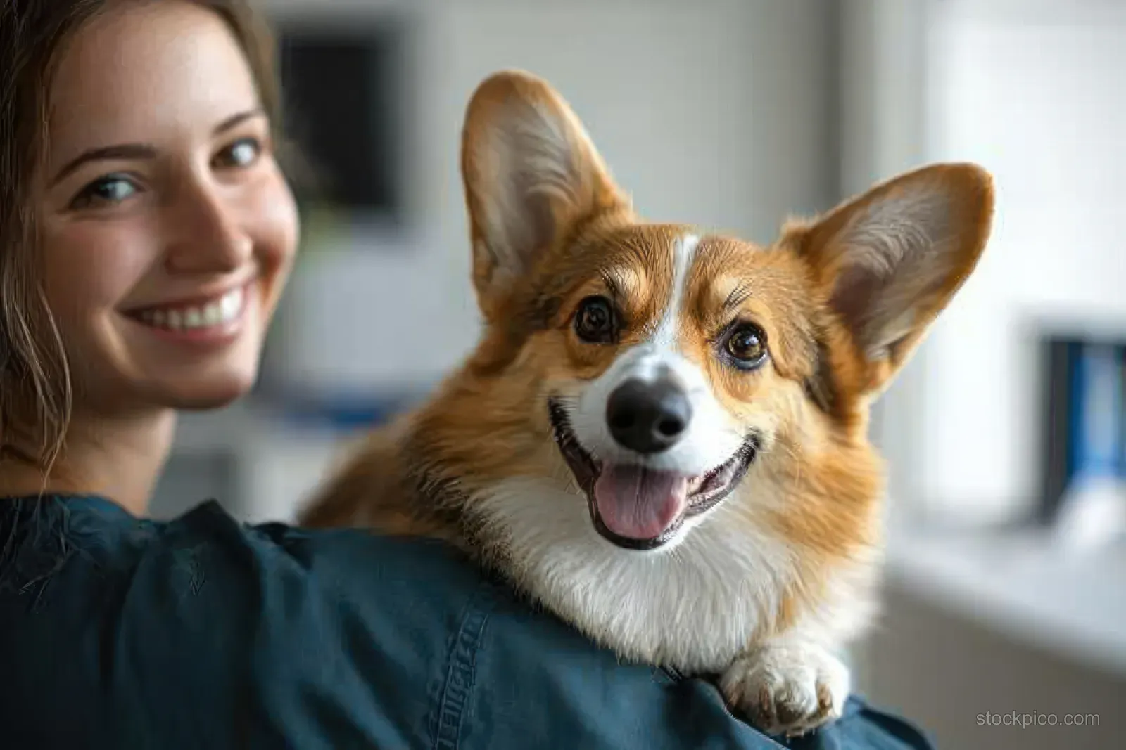 A woman holds a corgi in her arms inside a veterinary clinic with soft natural light.