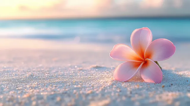 Pink and white plumeria flower on sandy beach near softly blurred ocean waves at sunset