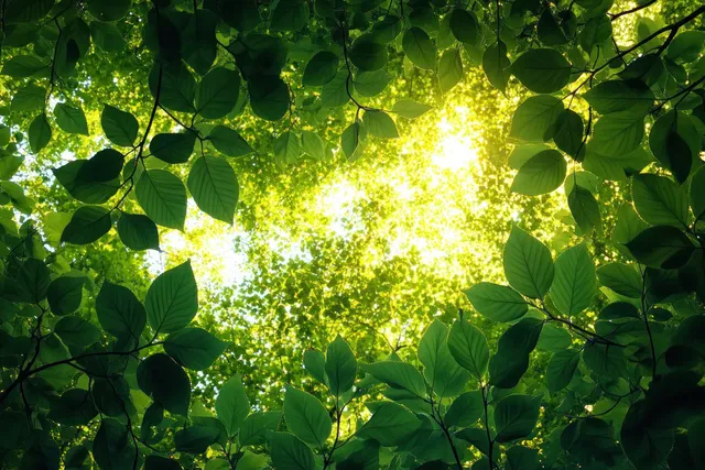Sunlight beams shine through overlapping green leaves, forming a bright woodland canopy with leaf shadows.