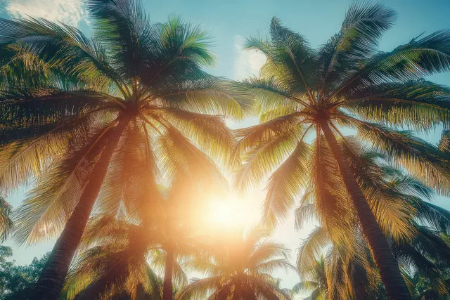 Sunlight shines through tall palm trees, creating a bright sun flare between green fronds against a blue sky.