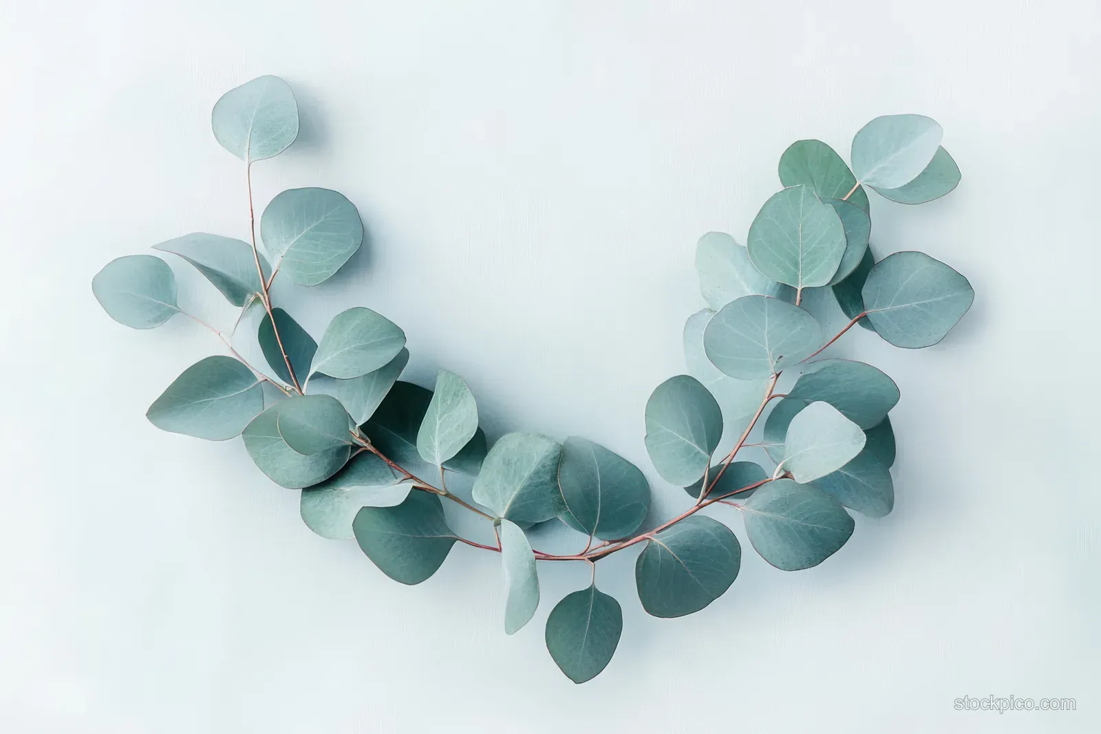 Eucalyptus leaves arranged into a circular wreath in watercolor style with soft lighting on a pale background.