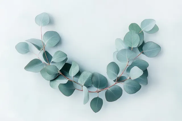 Eucalyptus leaves arranged into a circular wreath in watercolor style with soft lighting on a pale background.