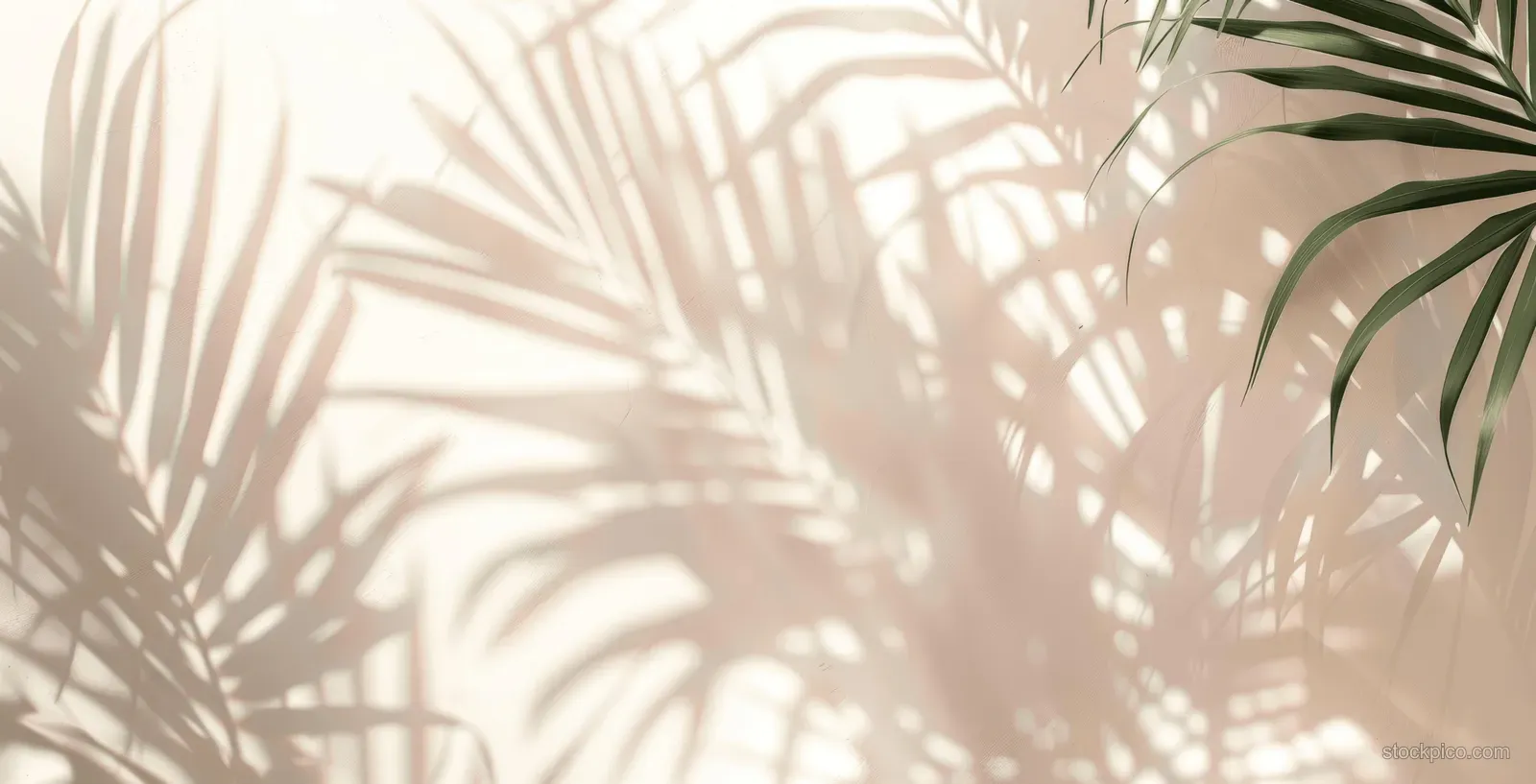 Blurred palm leaf shadows fall across a sunlit white wall, forming a soft tropical silhouette pattern.
