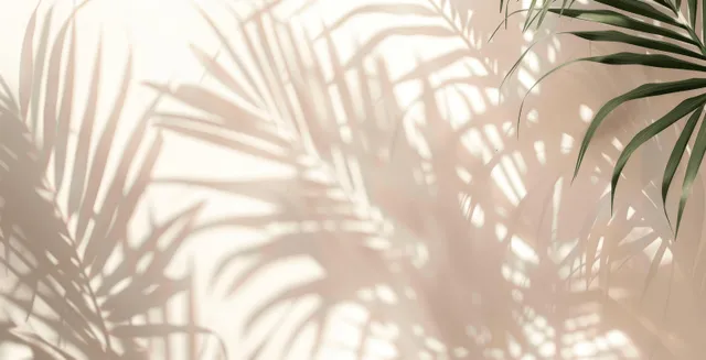 Tropical palm leaf shadows cast across a sunlit white wall with soft blurred silhouettes