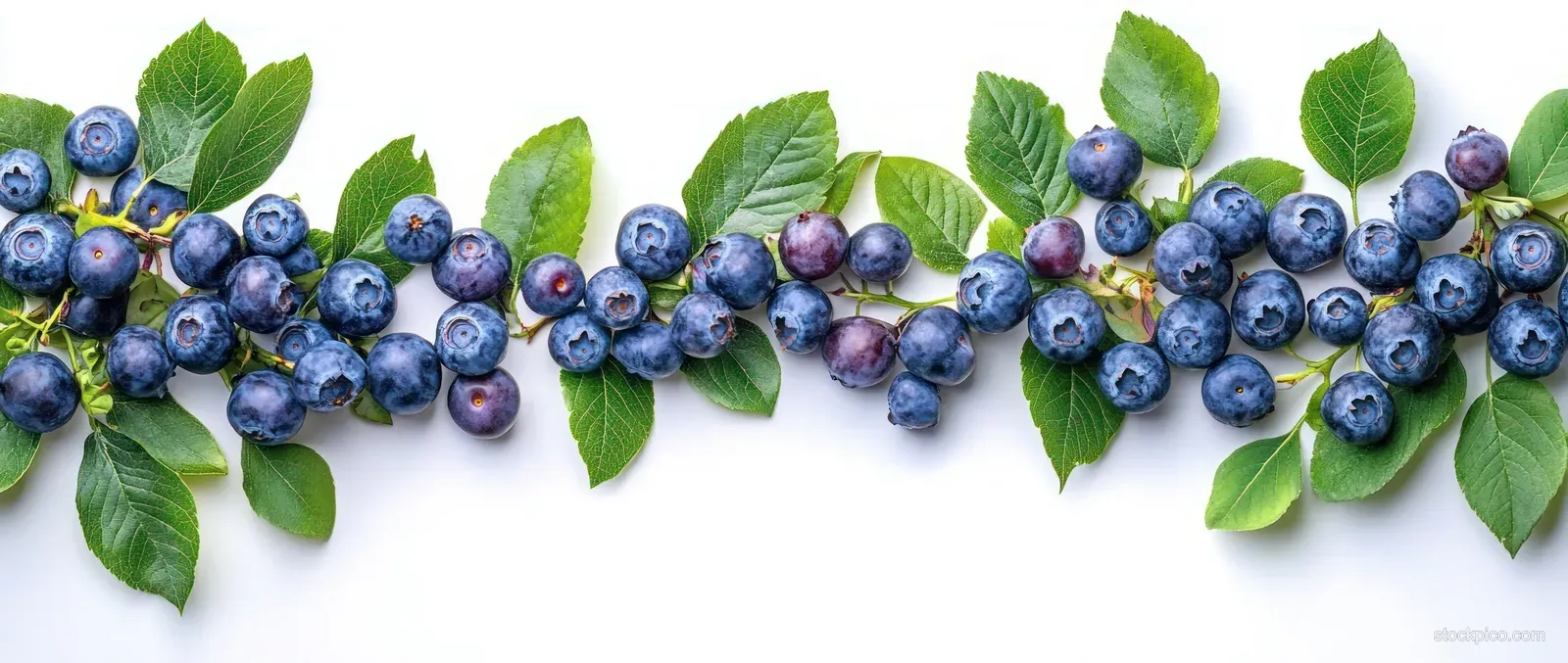Blueberries and green leaves arranged in a horizontal border on a white background.