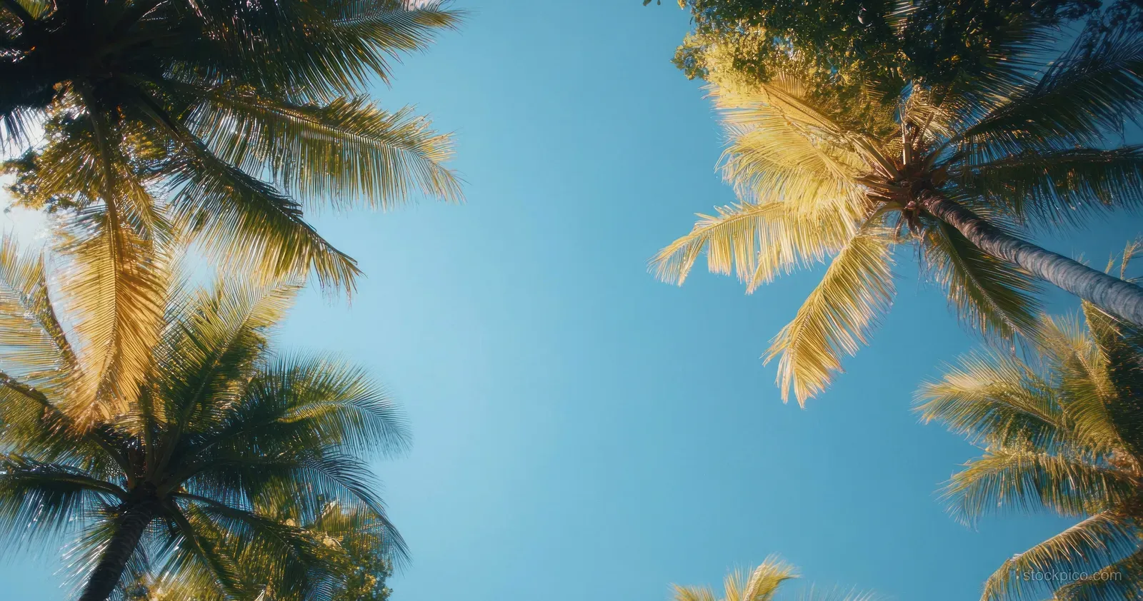 Sunlit palm tree fronds rise into a clear blue sky in a skyward view.