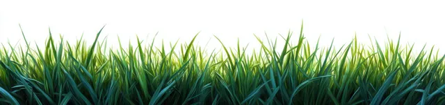 Close-up green grass blades in morning sunlight, crisp dew and layered texture