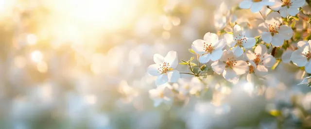 Cherry blossom branches with pale petals glowing in soft spring sunlight against a blurred golden background.