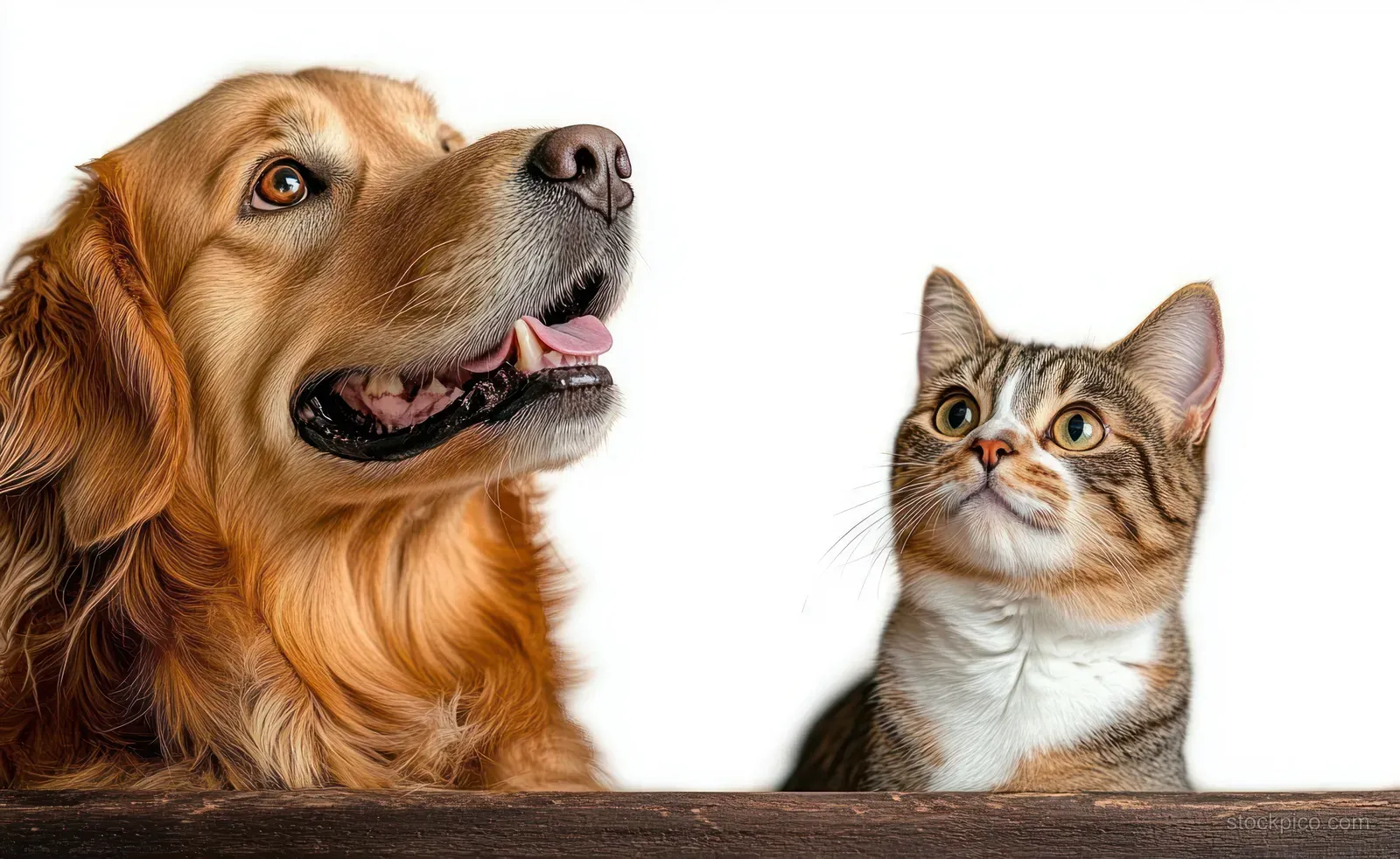 Golden retriever and tabby cat look up with curious bright eyes in a close-up portrait on a white background.