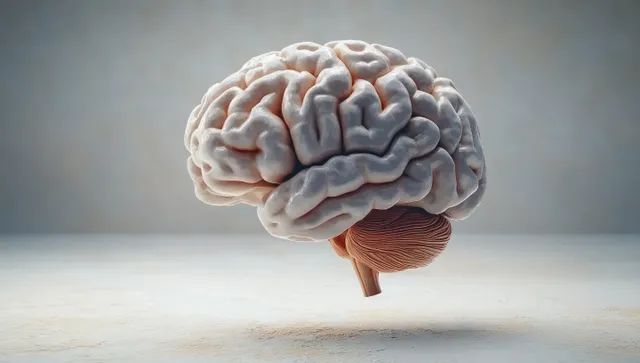 A hyper-realistic 3D human brain model isolated on a white background under soft diffused lighting.