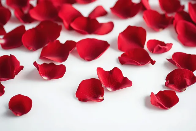 Scattered Red Rose Petals on White Background for Romantic Celebration