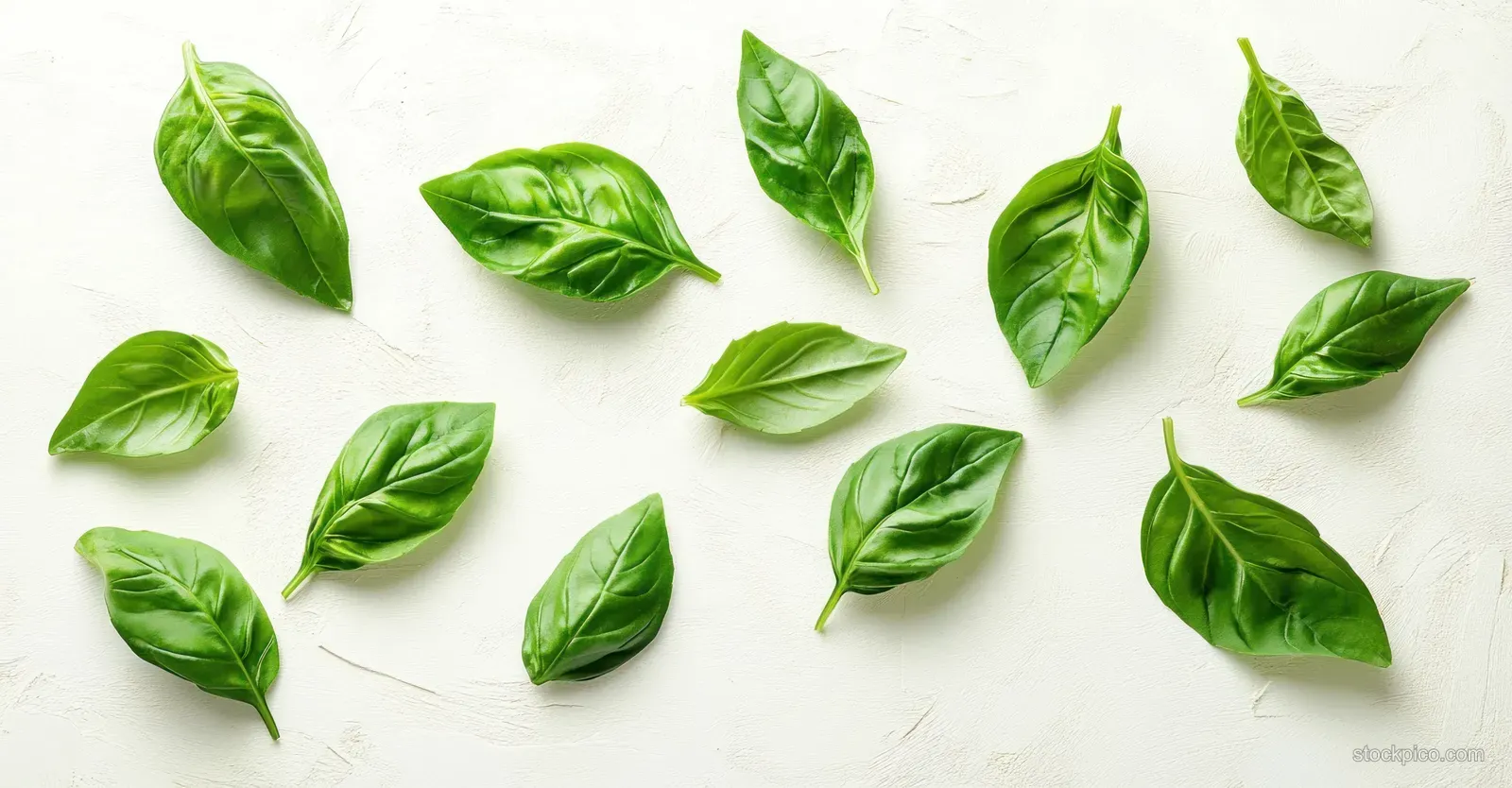 Fresh green basil leaves arranged on a white textured surface.