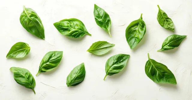 Fresh green basil leaves arranged on a white textured surface.